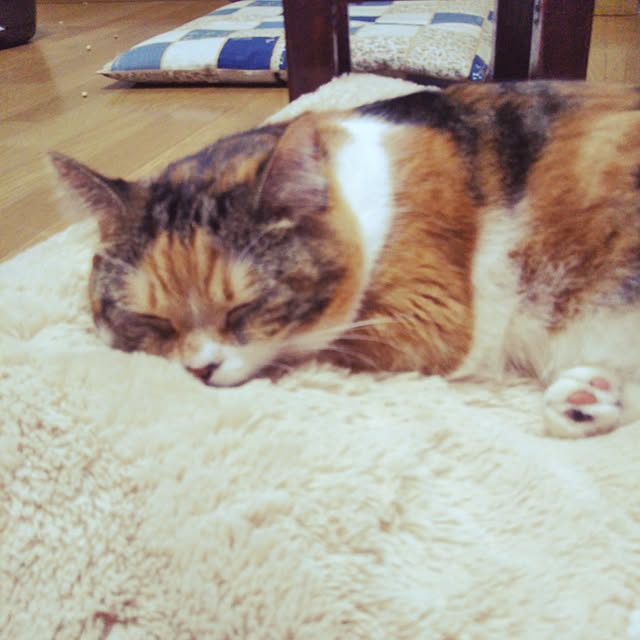 yukieさんの実例写真
