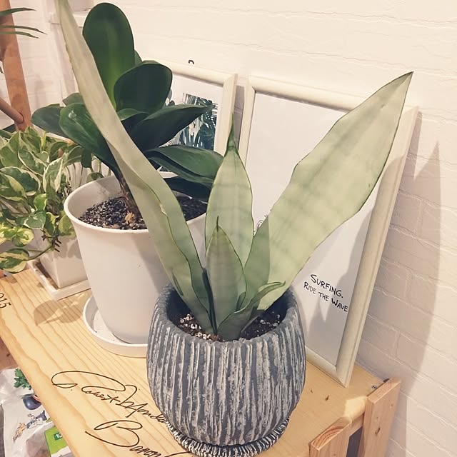 観葉植物【サンセヴィエリア属】サンスベリア・ムーンシャイン 観葉植物【サンセヴィエリア属】サンスベリア・ムーンシャイン