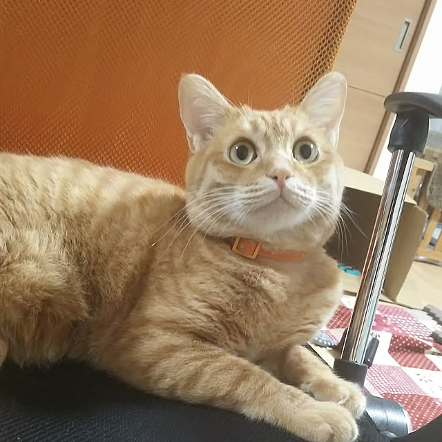 kiyohima229さんの実例写真