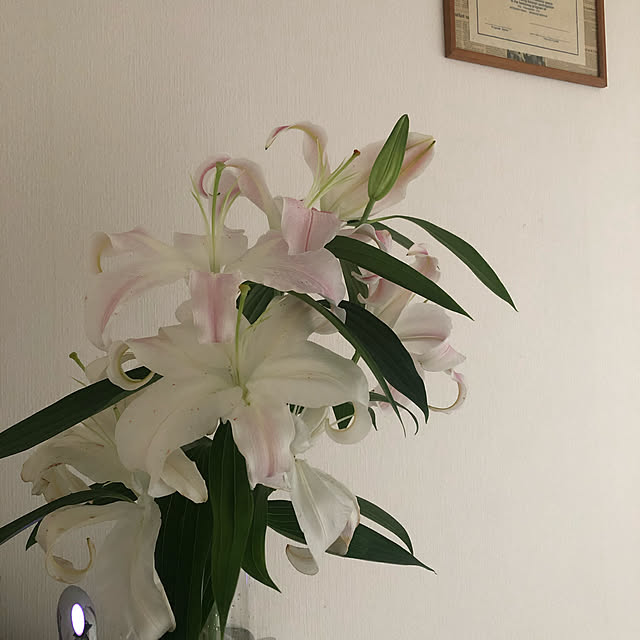 303bycayokoさんの実例写真
