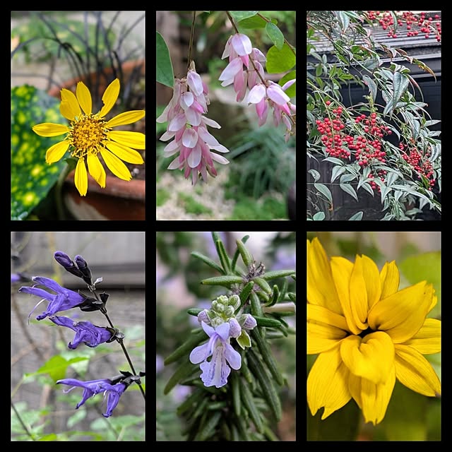 aromameさんの実例写真