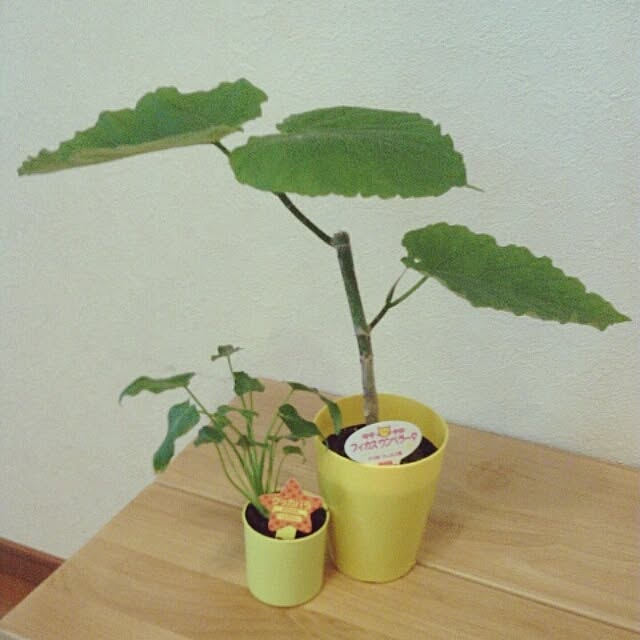 akr29さんの実例写真