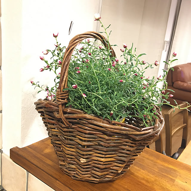 hashikaさんの実例写真