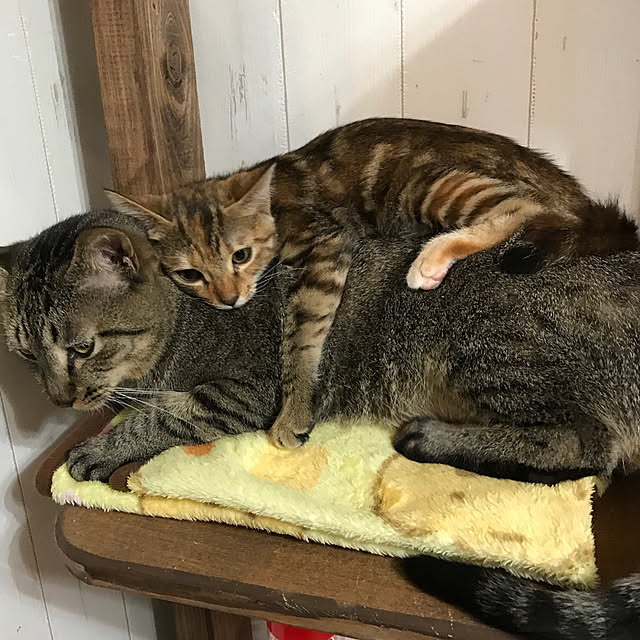 pepeさんの実例写真