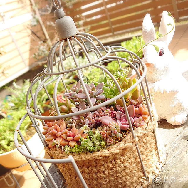 玄関/入り口/うさぎ雑貨/多肉植物のある暮らし/花のある暮らし/ダイソー...などのインテリア実例 - 2022-03-21 12:27:45