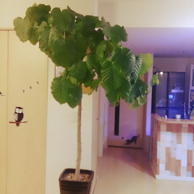 cherryさんの実例写真