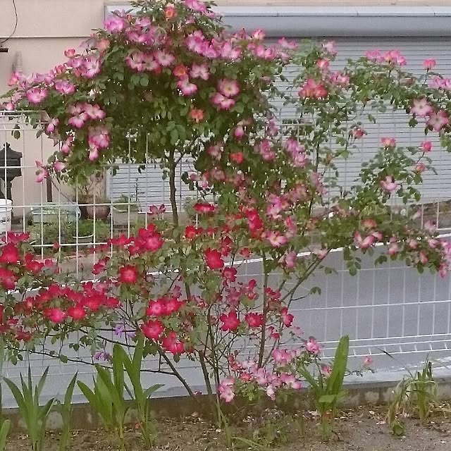 29さんの実例写真
