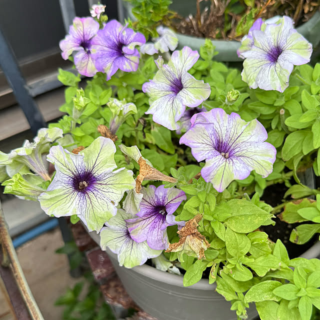 mamizaさんの部屋