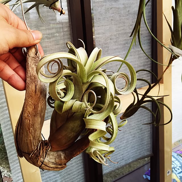 S-Tillandsiaさんの実例写真