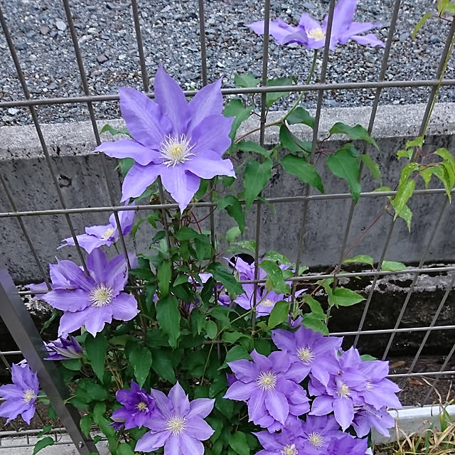sirukuさんの実例写真