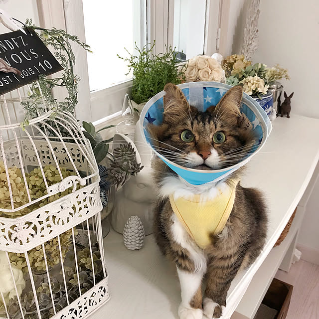 yuchiさんの実例写真
