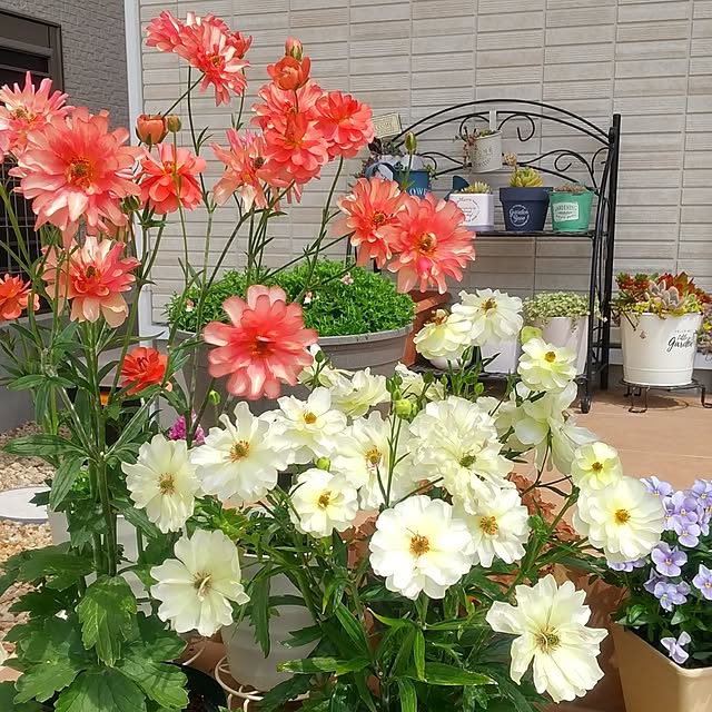 kuuさんの実例写真