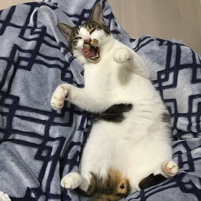 yuchiさんの実例写真