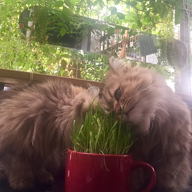butachanさんの実例写真
