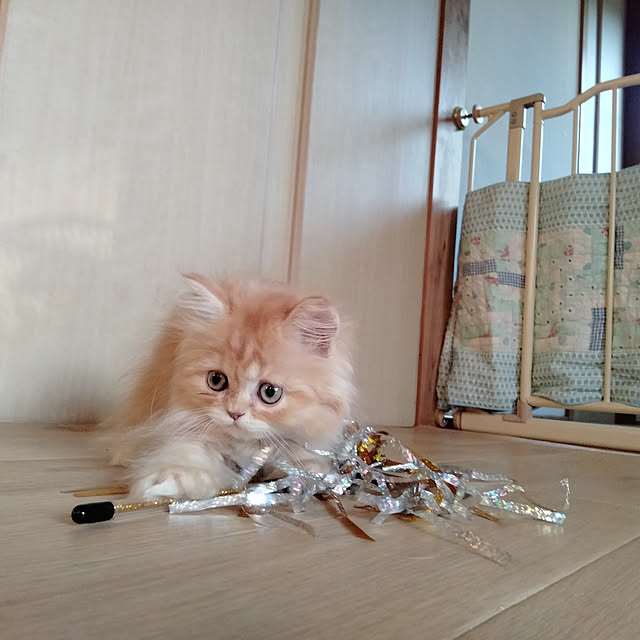 makaronさんの実例写真