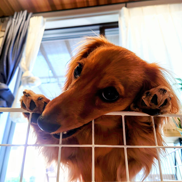 ponchanさんの実例写真