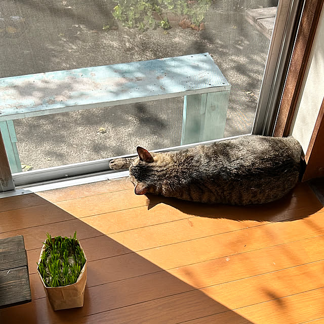 mikan161さんの実例写真