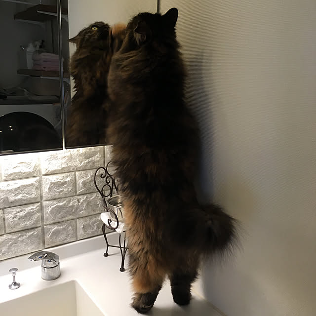 mikomaruさんの実例写真