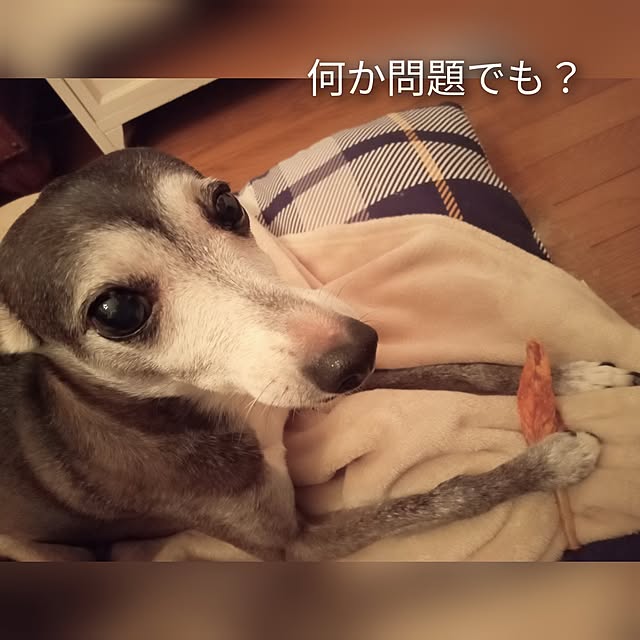 moruさんの部屋
