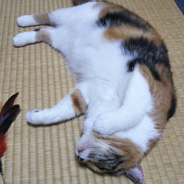 yukieさんの実例写真