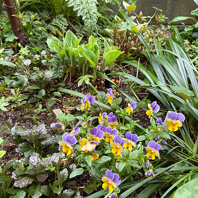 buchiさんの実例写真