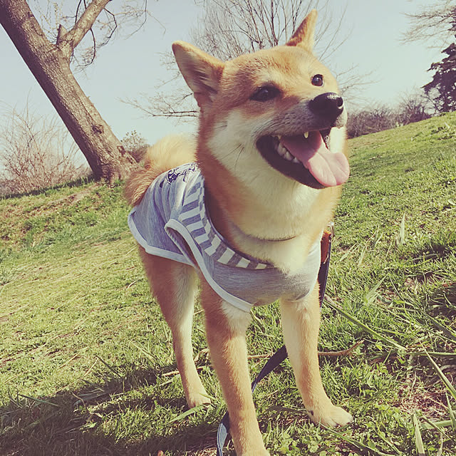 実例写真