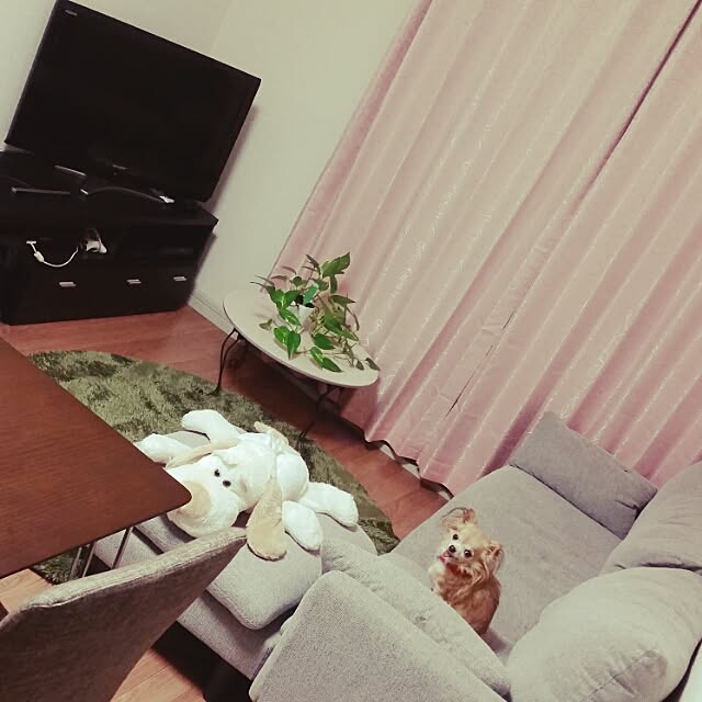 リビング/観葉植物のインテリア実例 - 2015-12-27 17:38:34