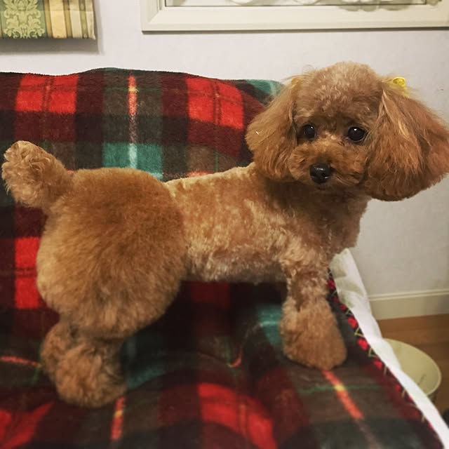 ayumoco725さんの実例写真