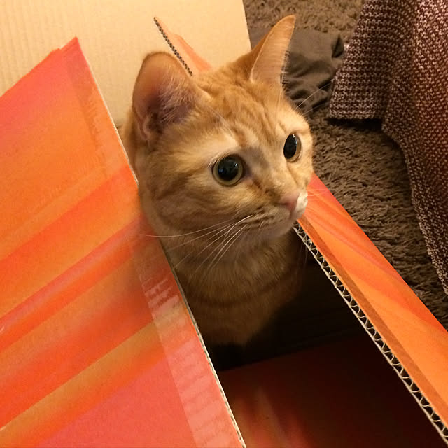Yuukopeeeさんの実例写真