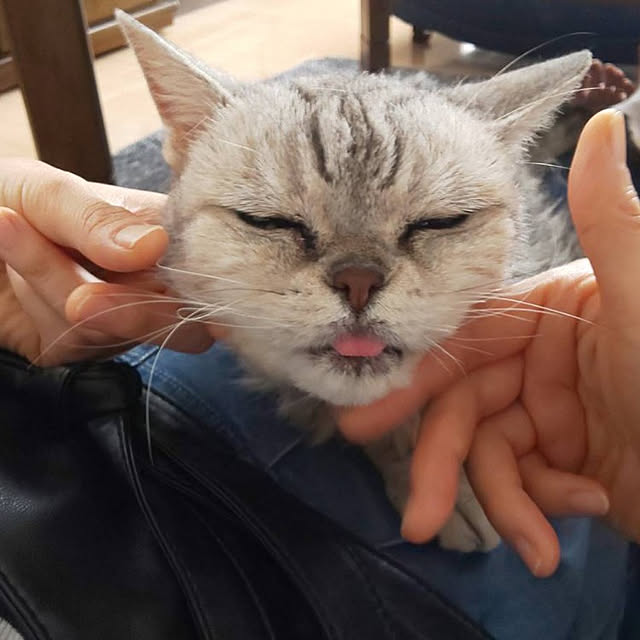 実例写真