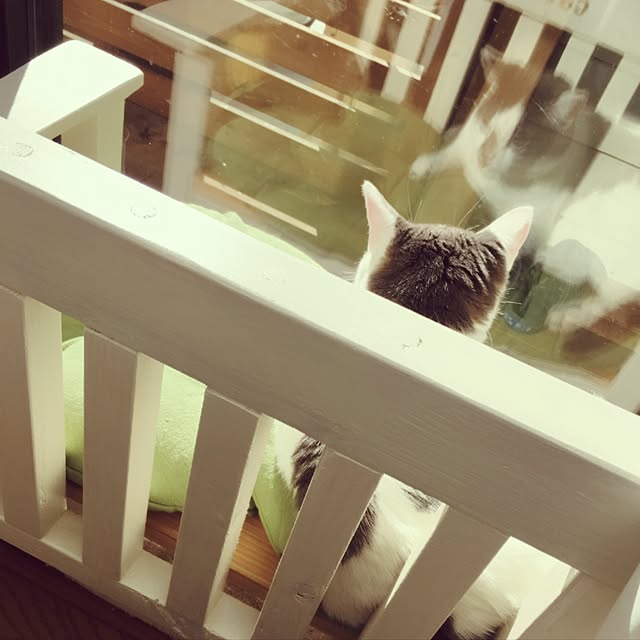 mintcatさんの実例写真