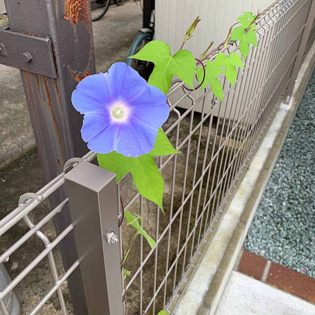 mariさんの実例写真