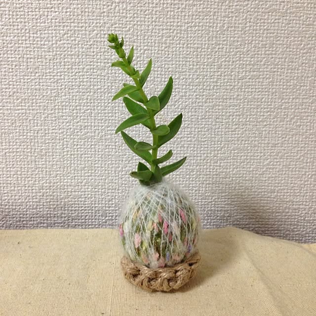 リビング/多肉植物のインテリア実例 - 2014-09-14 21:11:27