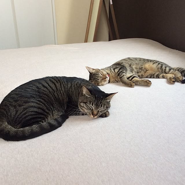 kimihadukiさんの実例写真