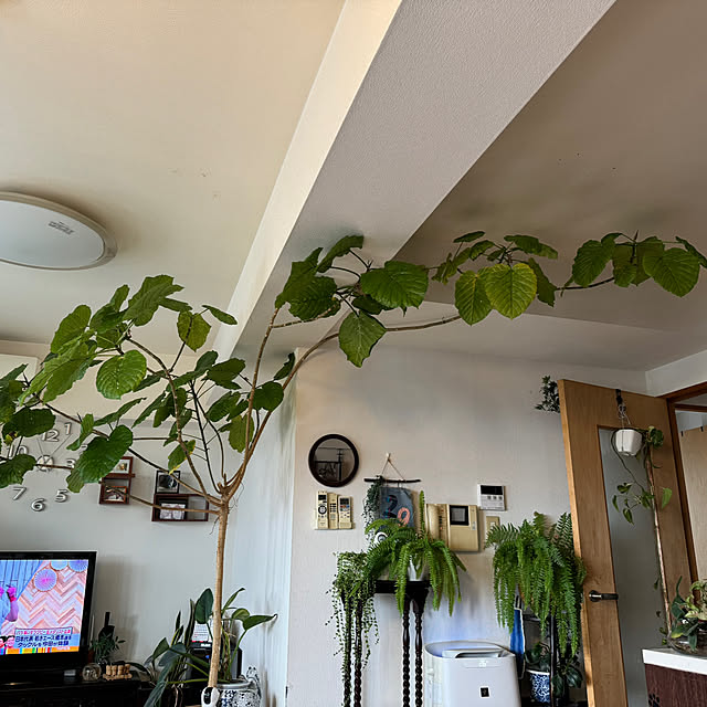 リビング/マンションライフ/お気に入りと暮らす/マンションインテリア/観葉植物のある部屋...などのインテリア実例 - 2024-09-29 11:11:30