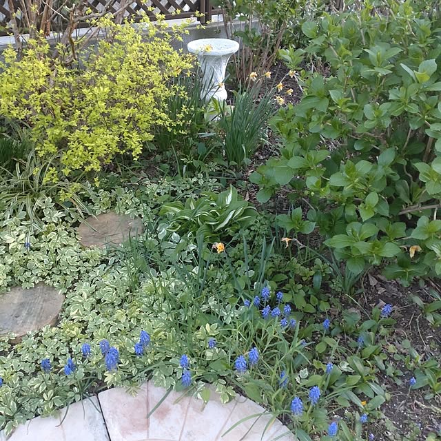 Hujikoさんの実例写真