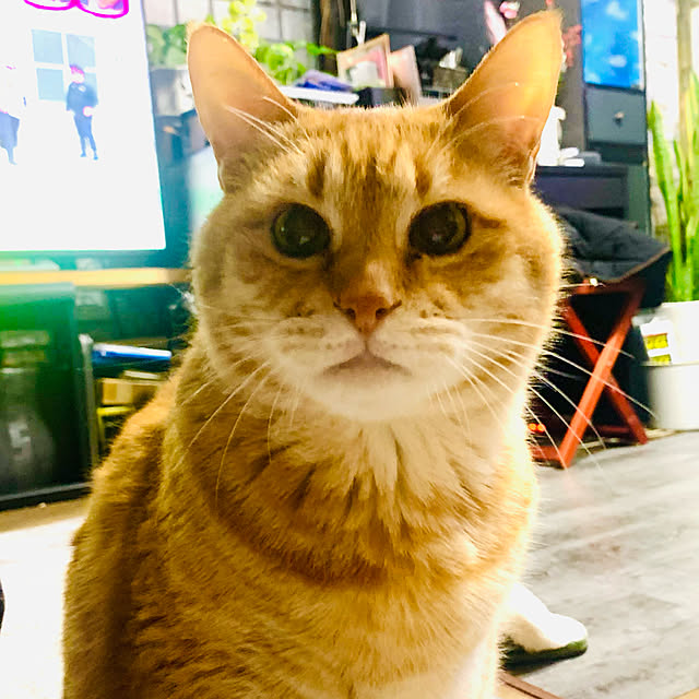 tututu0204さんの実例写真