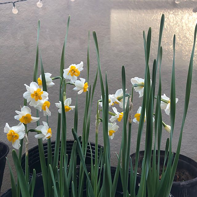 tomoさんの実例写真