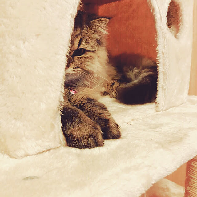 Mizukiさんの実例写真