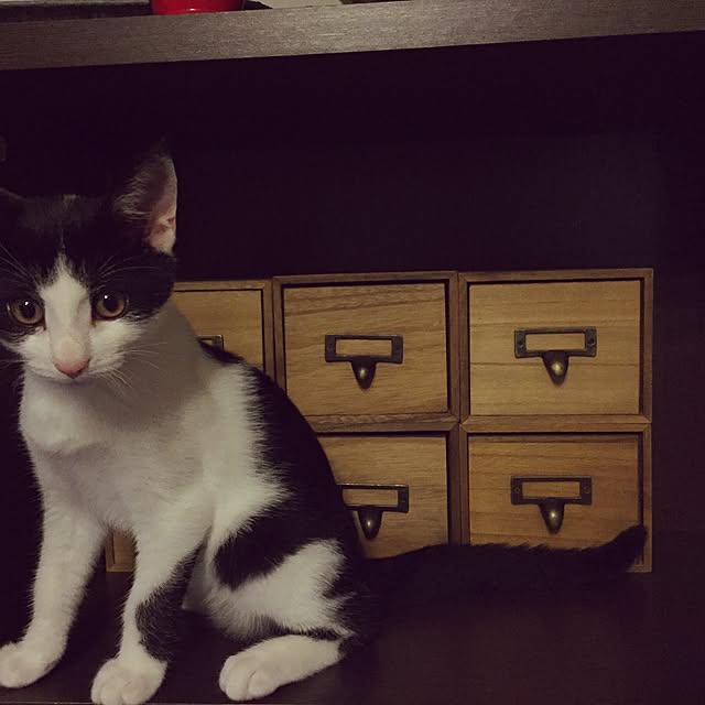 afroさんの実例写真