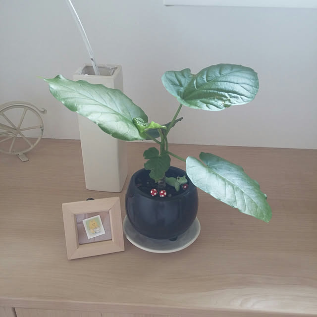 mamekingさんの実例写真