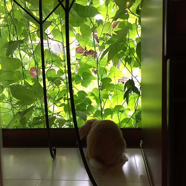 nonさんの実例写真