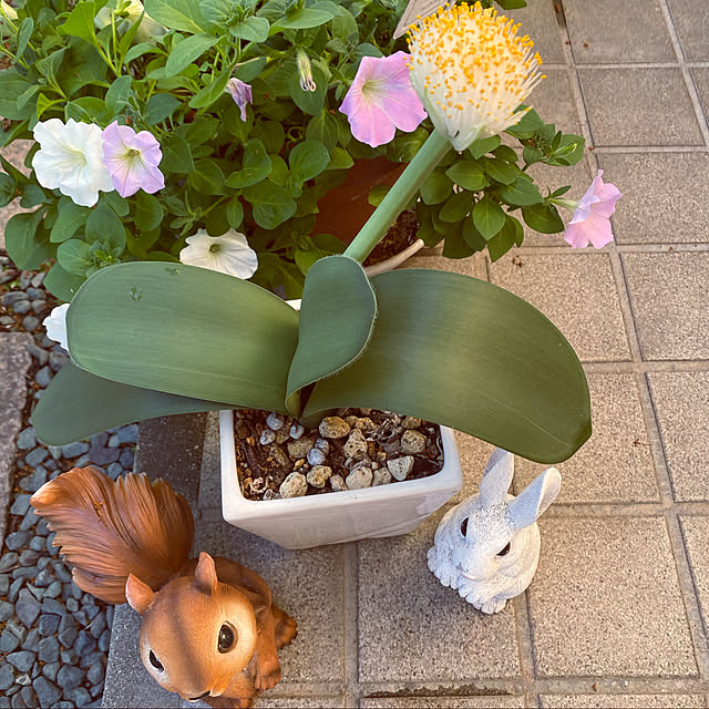 soyominさんの実例写真