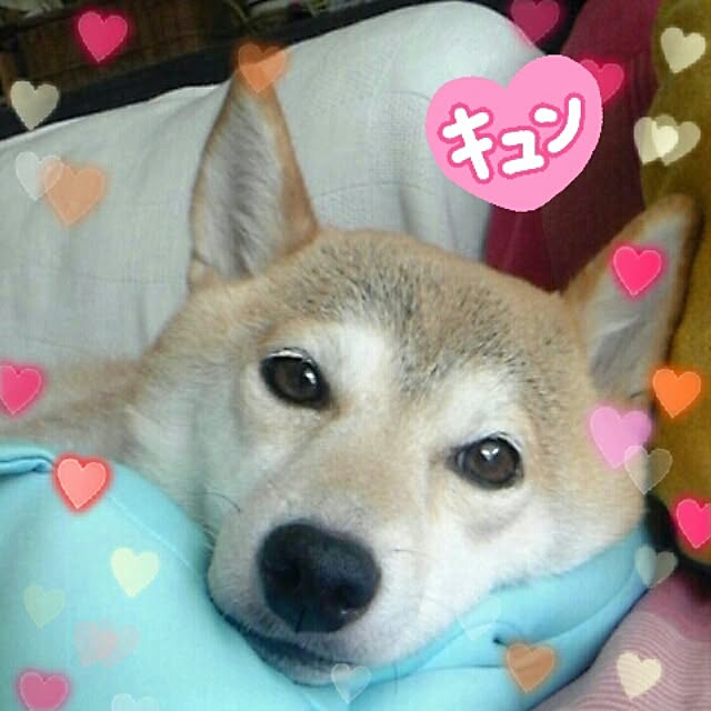 yuriさんの実例写真