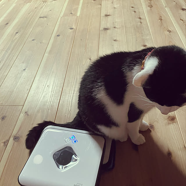 nekosamaさんの実例写真