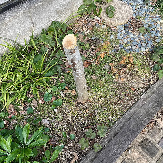 nobikoさんの部屋