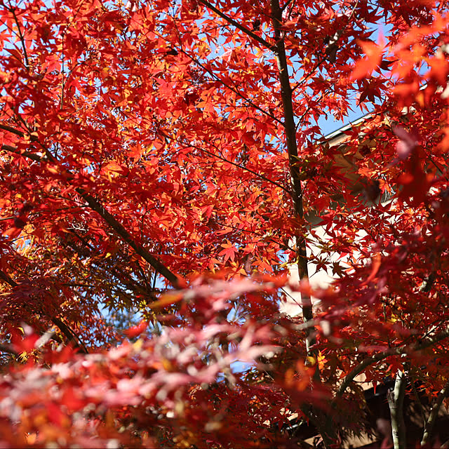 sugomoliさんの実例写真