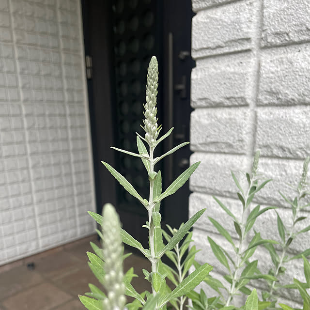 kuikoさんの部屋