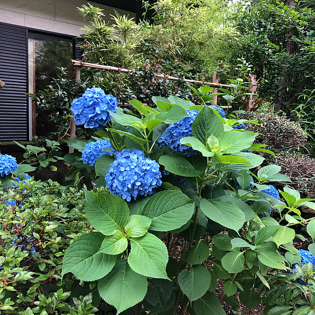 marichandayoさんの実例写真