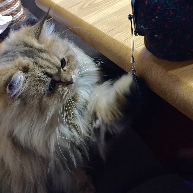 butachanさんの実例写真